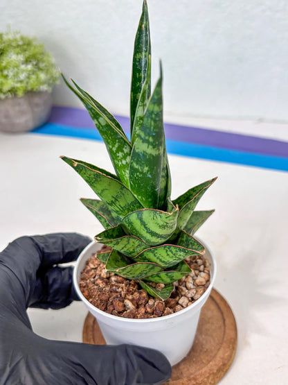 Sansevieria Personi x cordova x boncel (Ha3) (17) | Imported