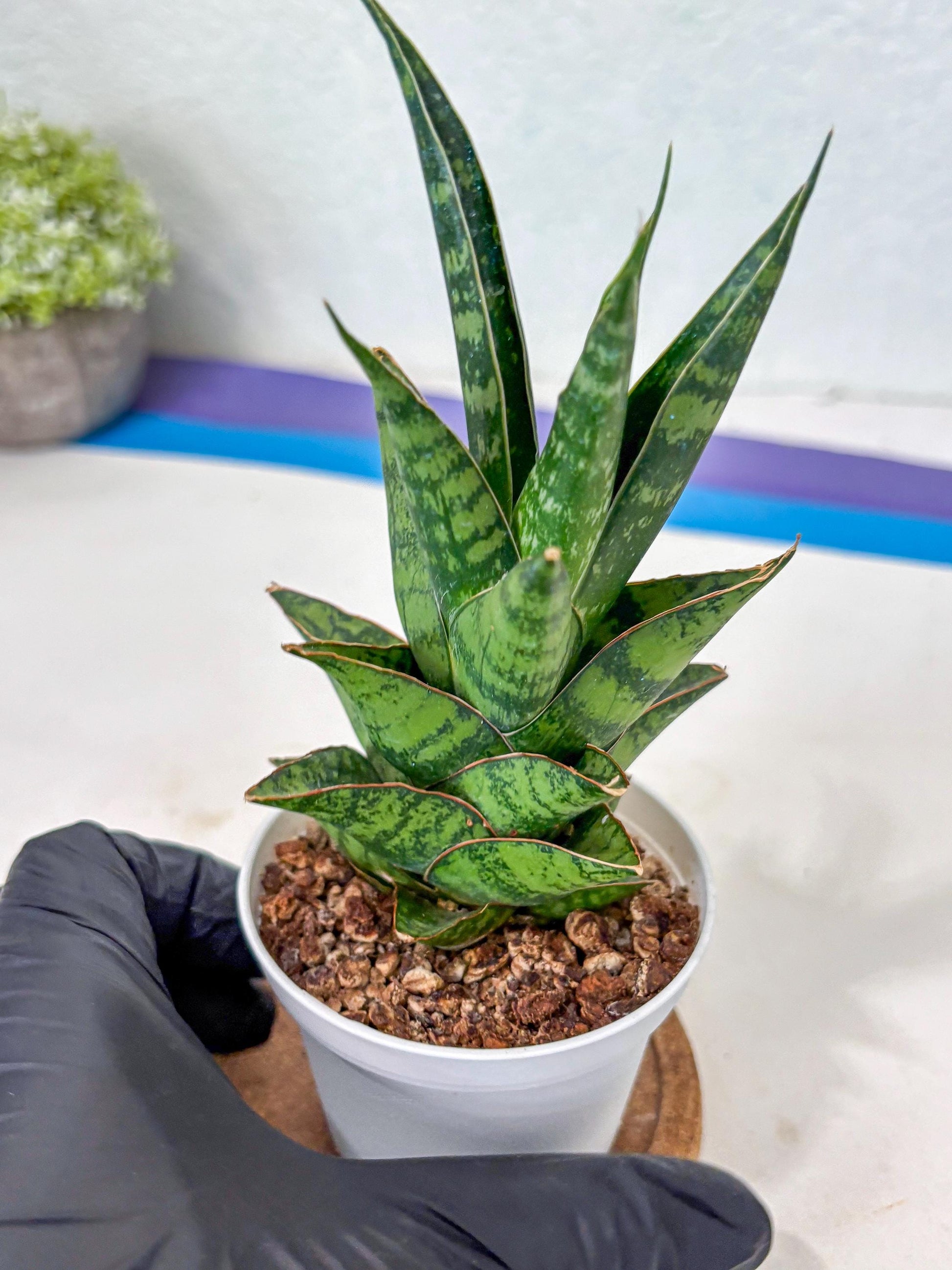 Sansevieria Personi x cordova x boncel (Ha3) (17) | Imported