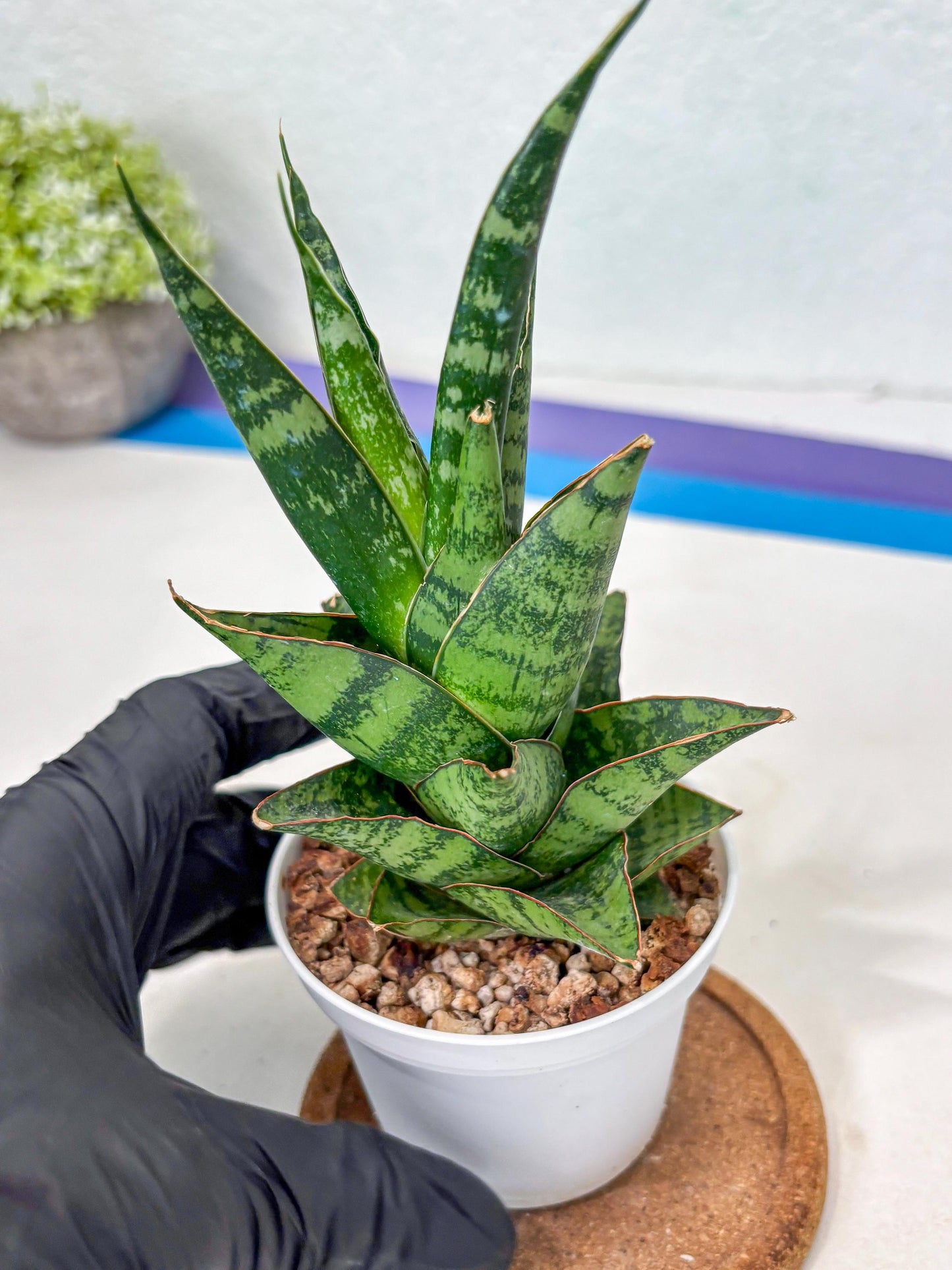 Sansevieria Personi x cordova x boncel (Ha3) (17) | Imported