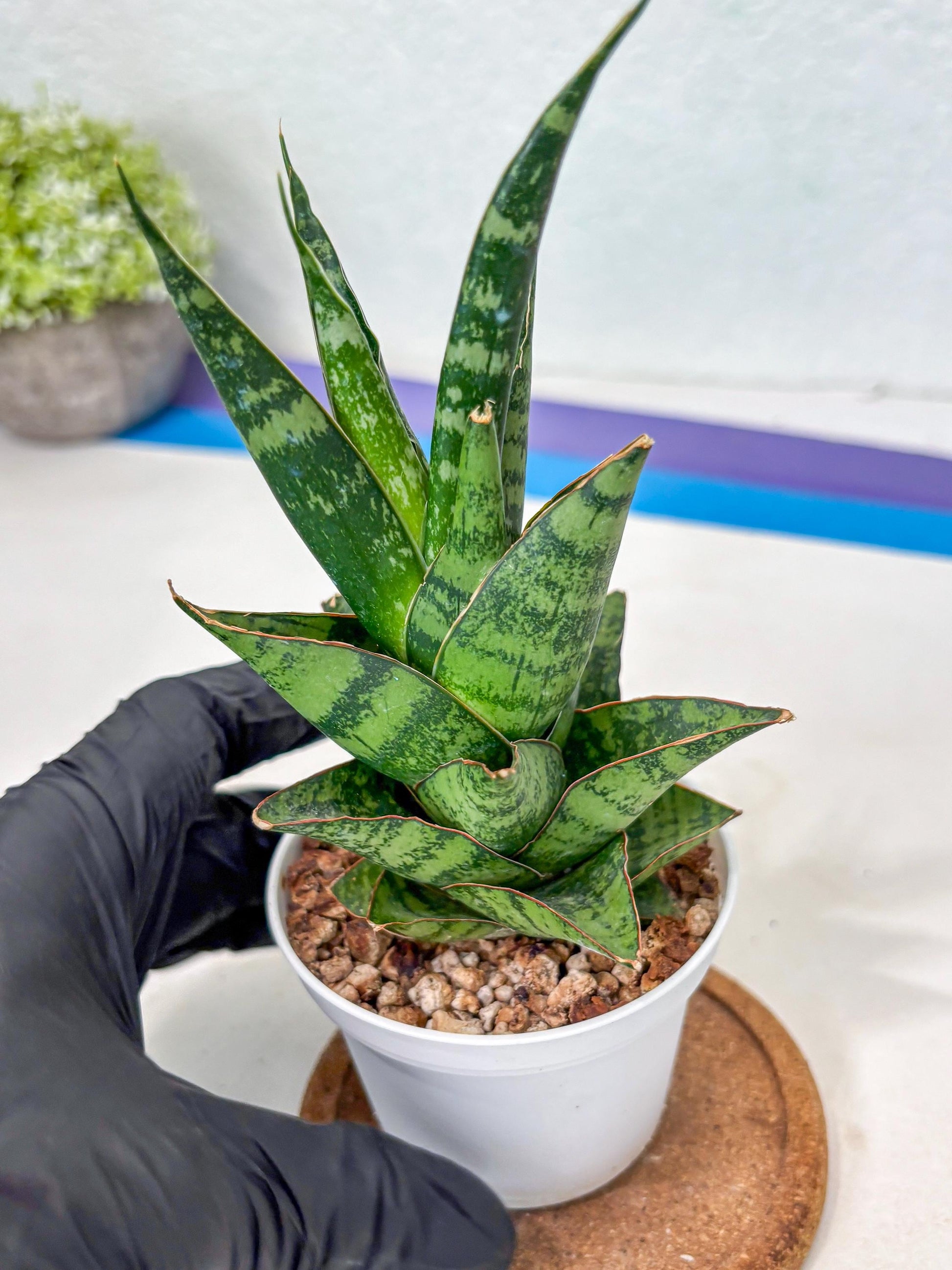 Sansevieria Personi x cordova x boncel (Ha3) (17) | Imported