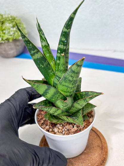 Sansevieria Personi x cordova x boncel (Ha3) (17) | Imported