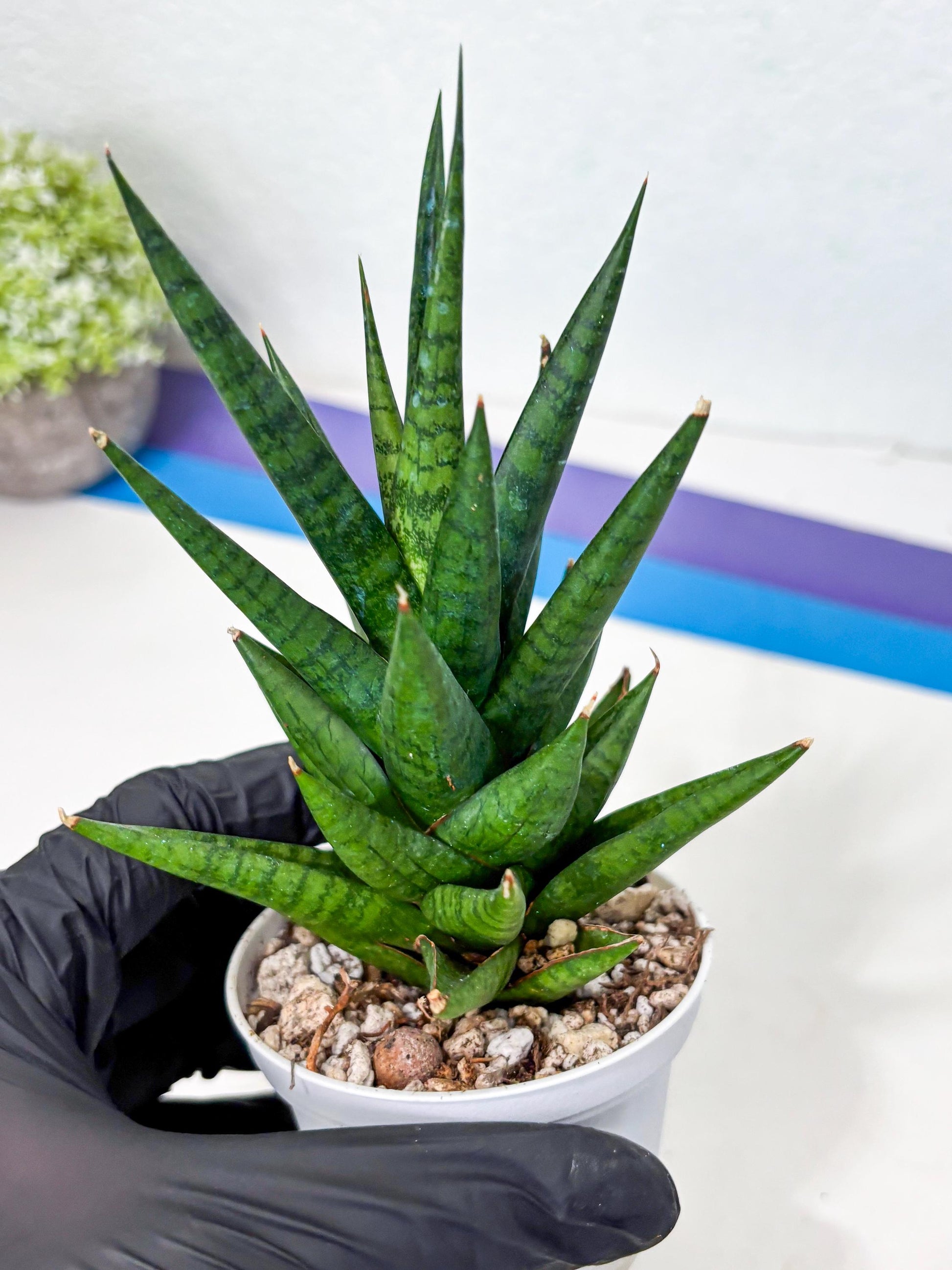 Sansevieria Tesya (Ha4) (3) | Imported
