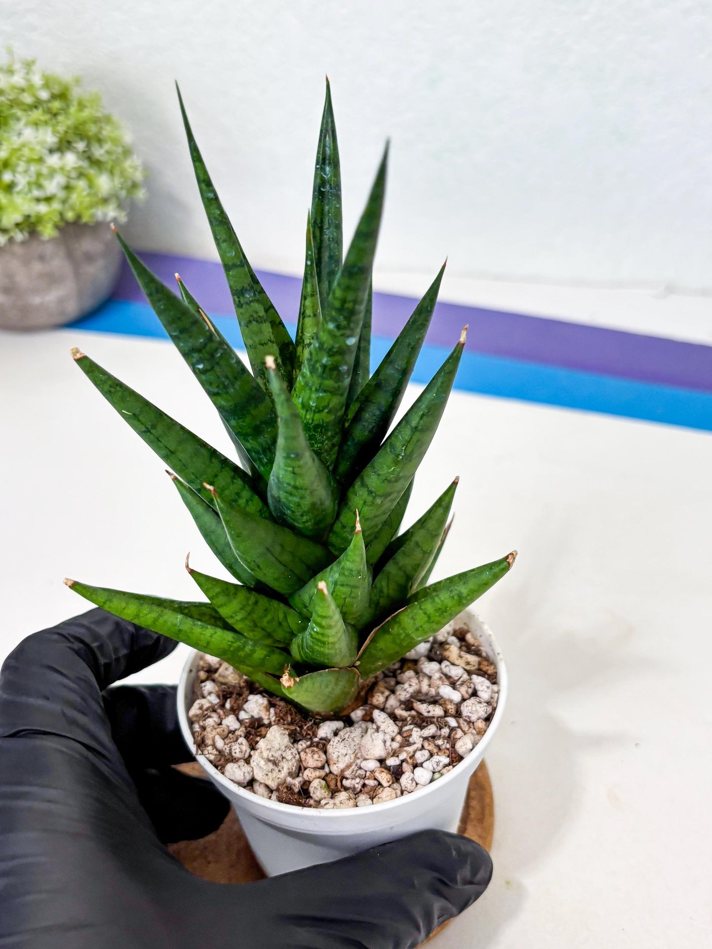 Sansevieria Tesya (Ha4) (3) | Imported