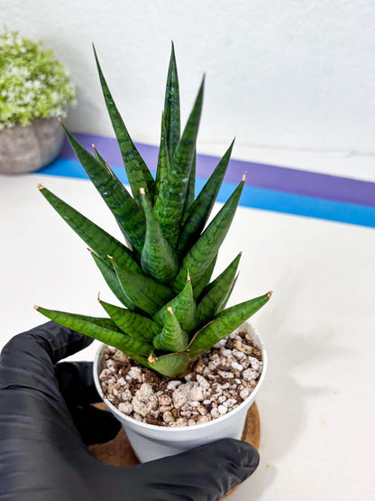 Sansevieria Tesya (Ha4) (3) | Imported