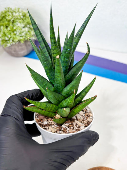 Sansevieria Tesya (Ha4) (3) | Imported