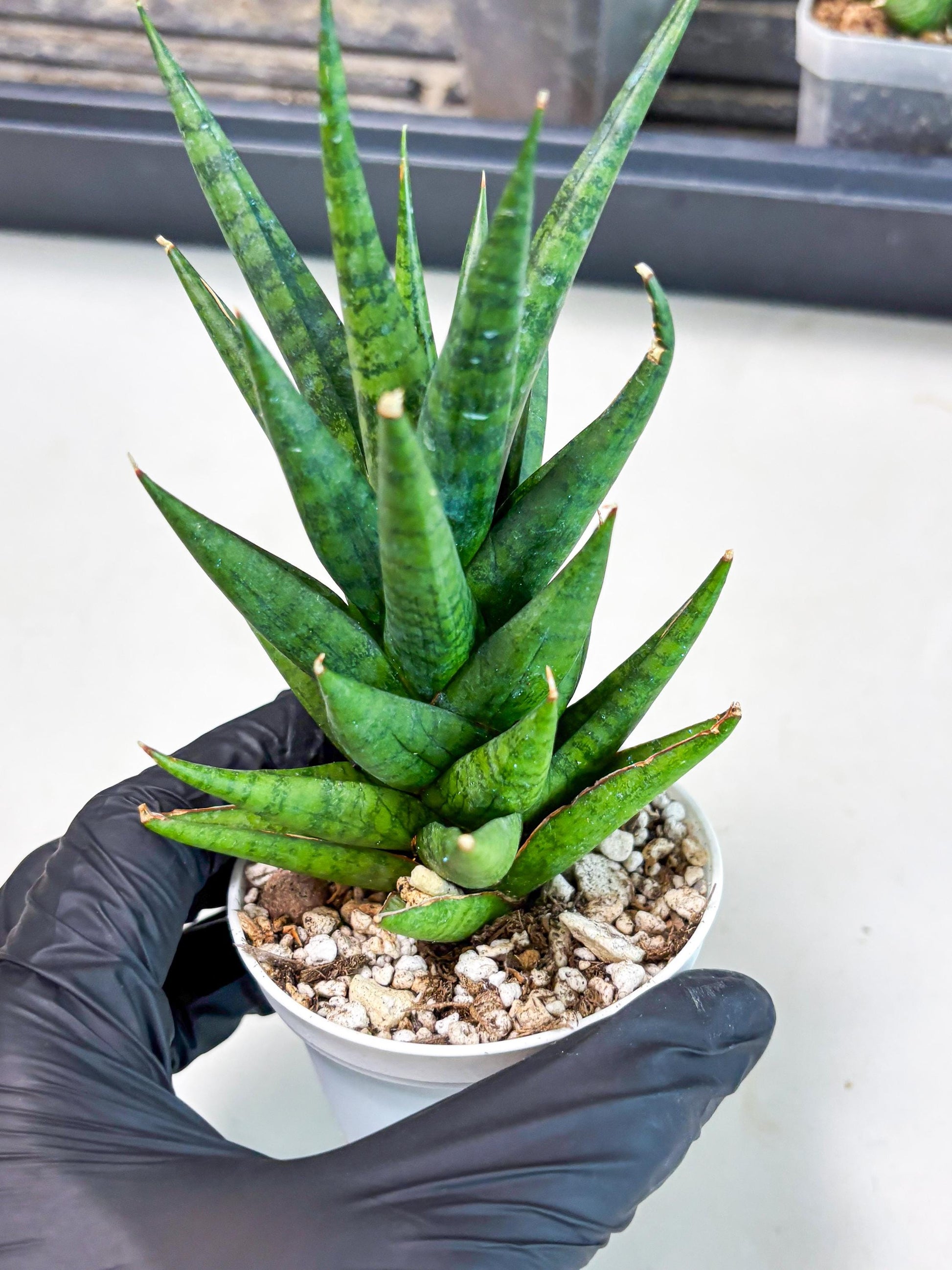 Sansevieria Tesya (Ha4) (3) | Imported