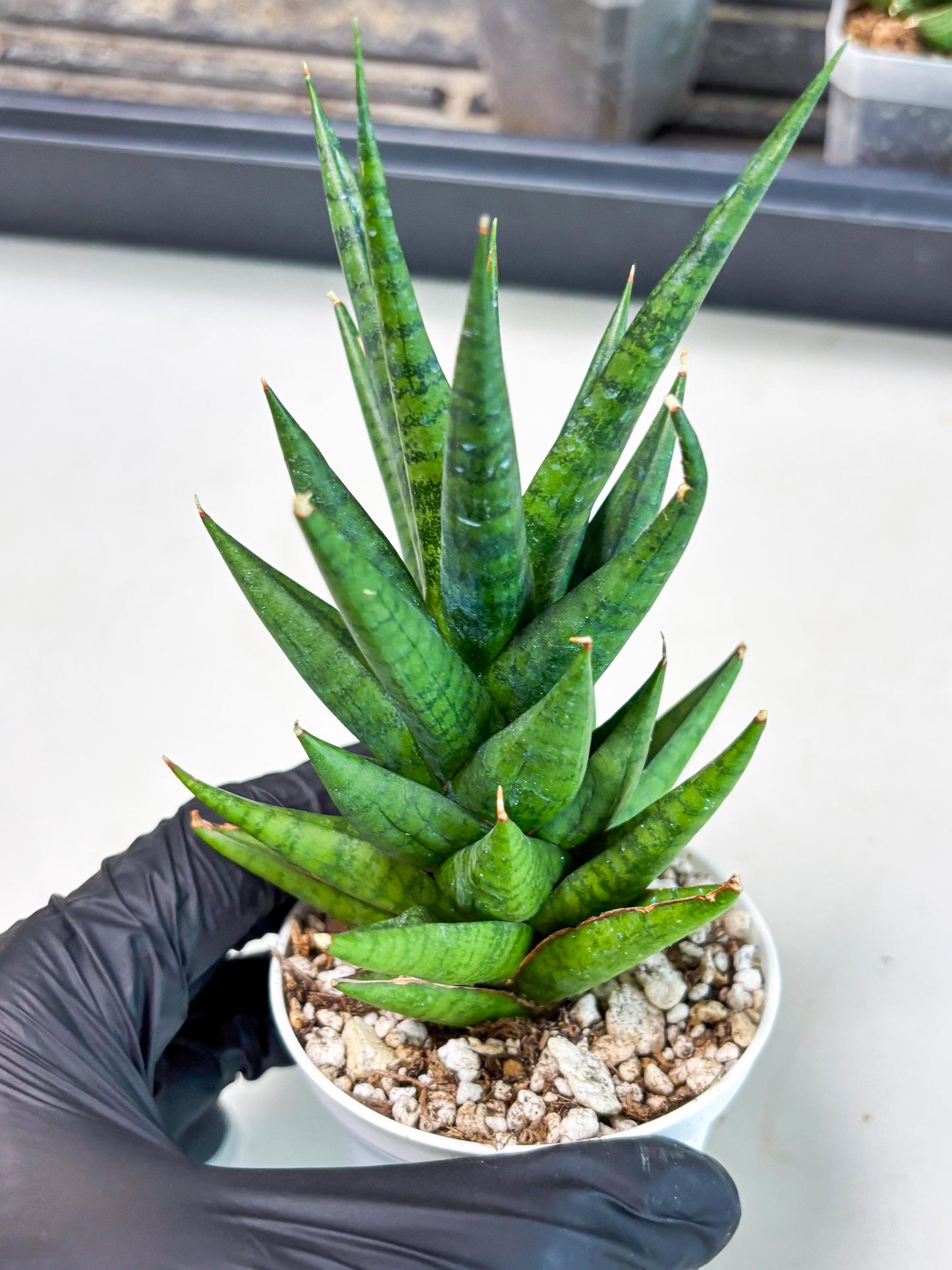 Sansevieria Tesya (Ha4) (3) | Imported