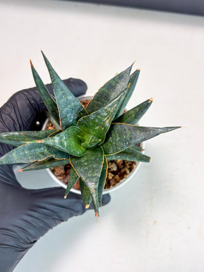 Sansevieria Blorong (Ha4) (9) | DMG for Propagation