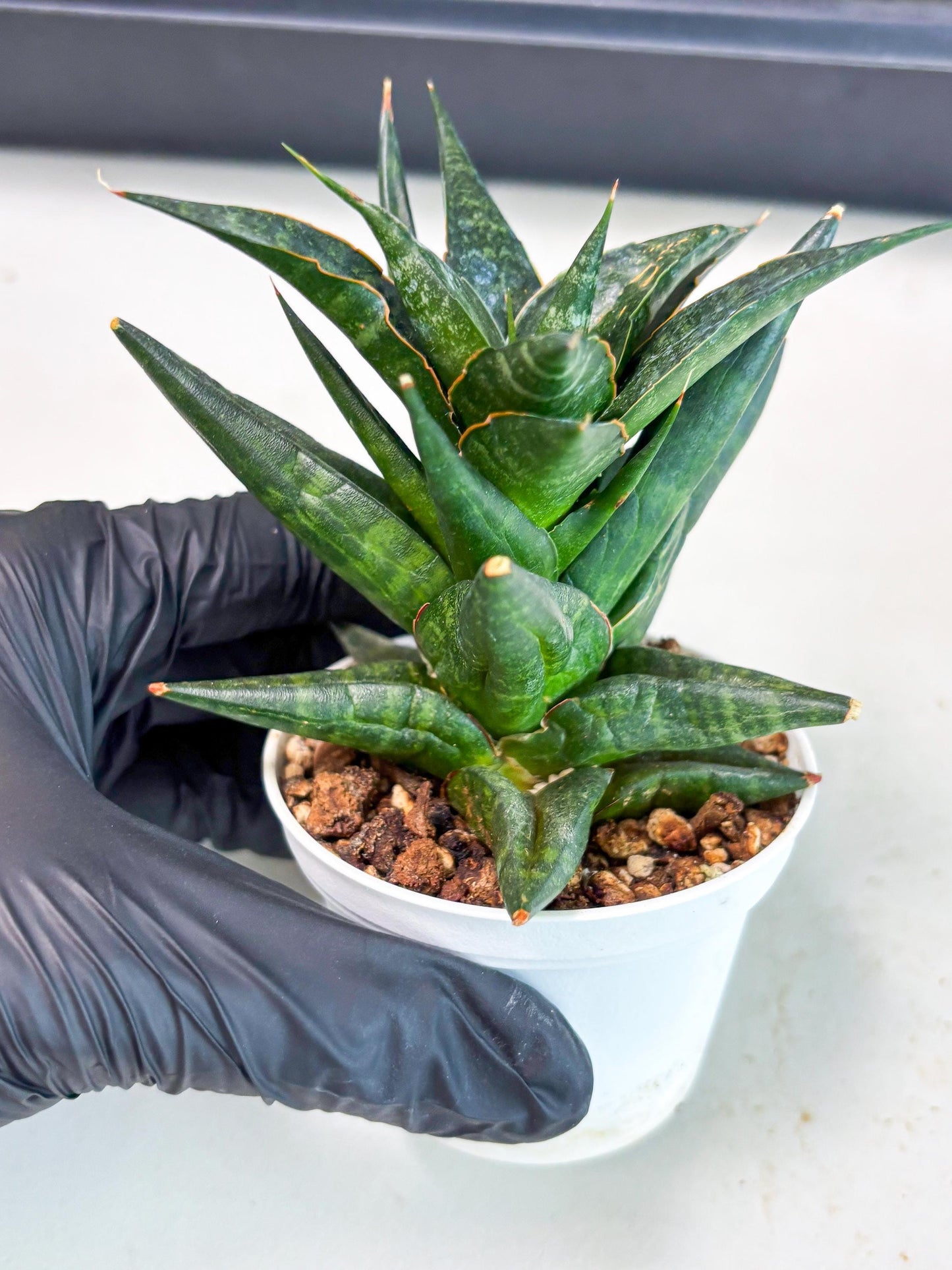 Sansevieria Blorong (Ha4) (9) | DMG for Propagation