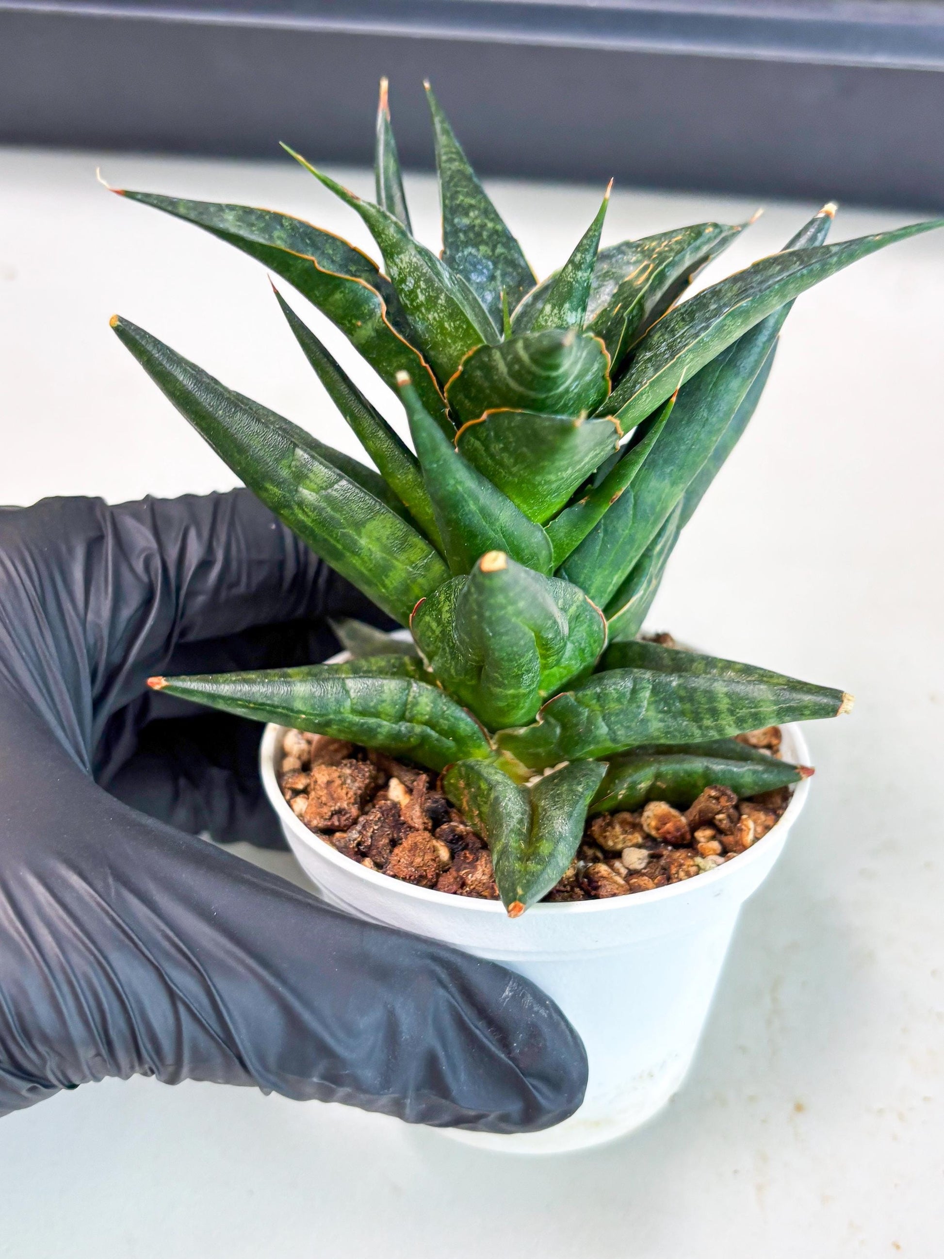 Sansevieria Blorong (Ha4) (9) | DMG for Propagation