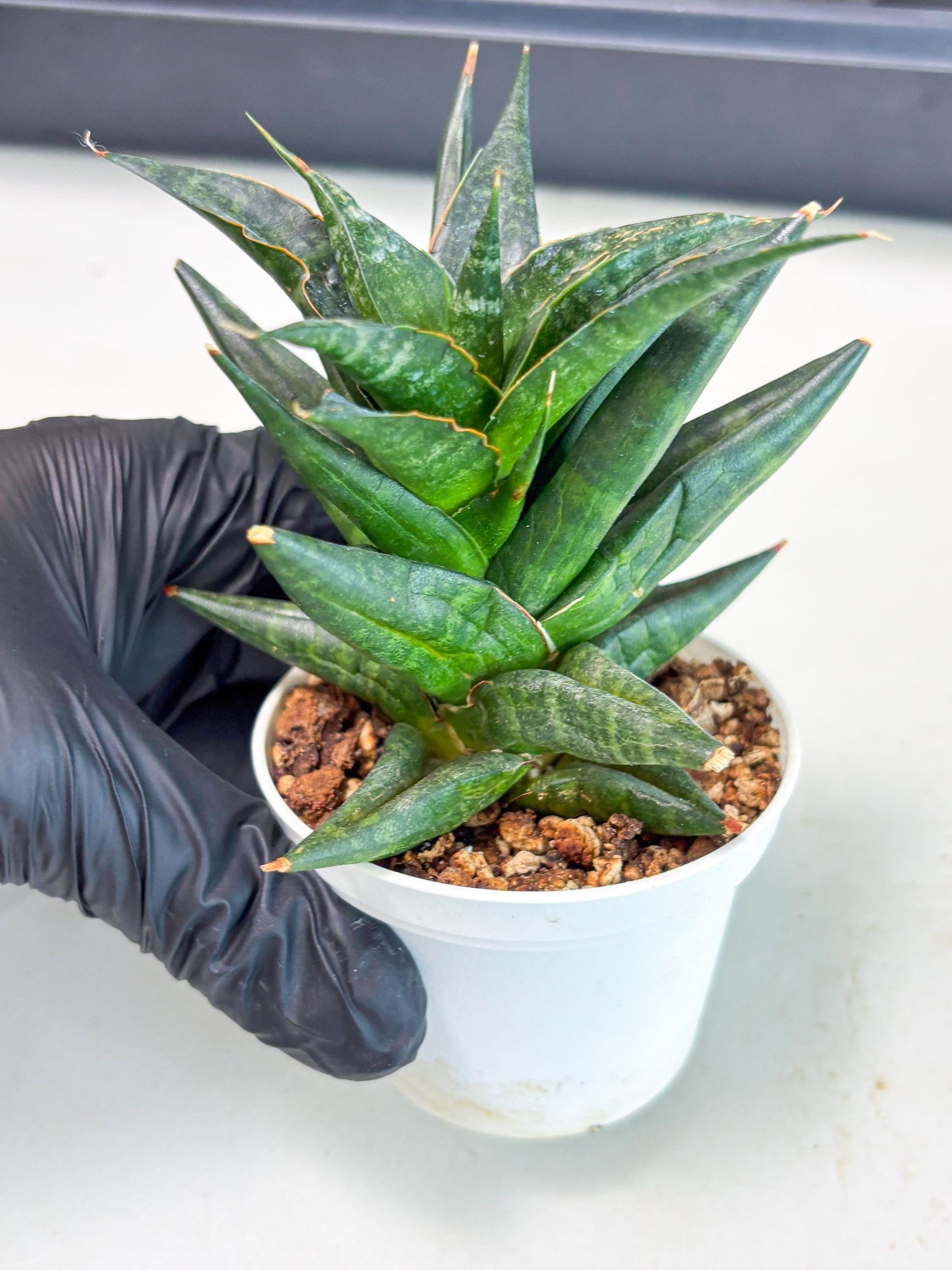 Sansevieria Blorong (Ha4) (9) | DMG for Propagation