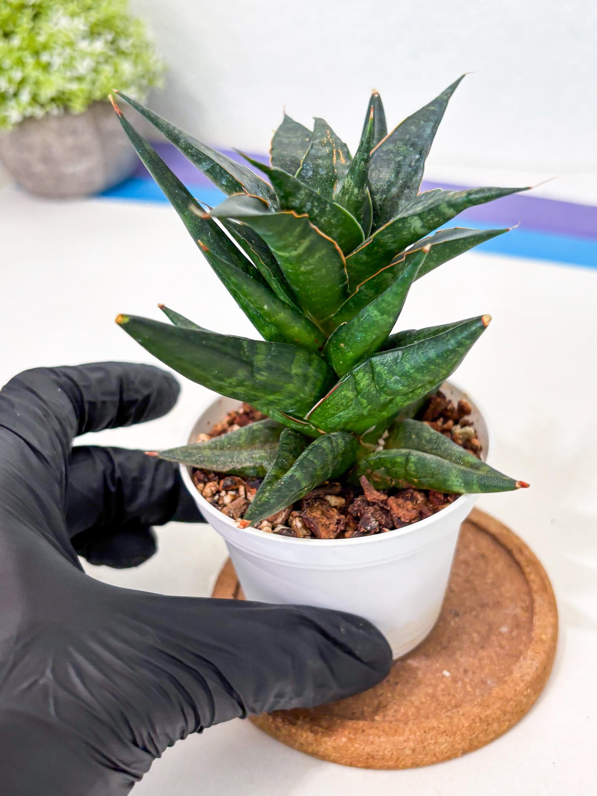 Sansevieria Blorong (Ha4) (9) | DMG for Propagation