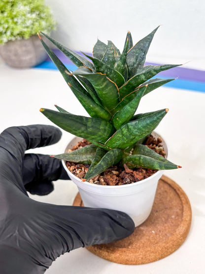 Sansevieria Blorong (Ha4) (9) | DMG for Propagation