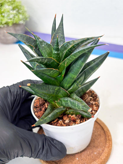 Sansevieria Blorong (Ha4) (9) | DMG for Propagation