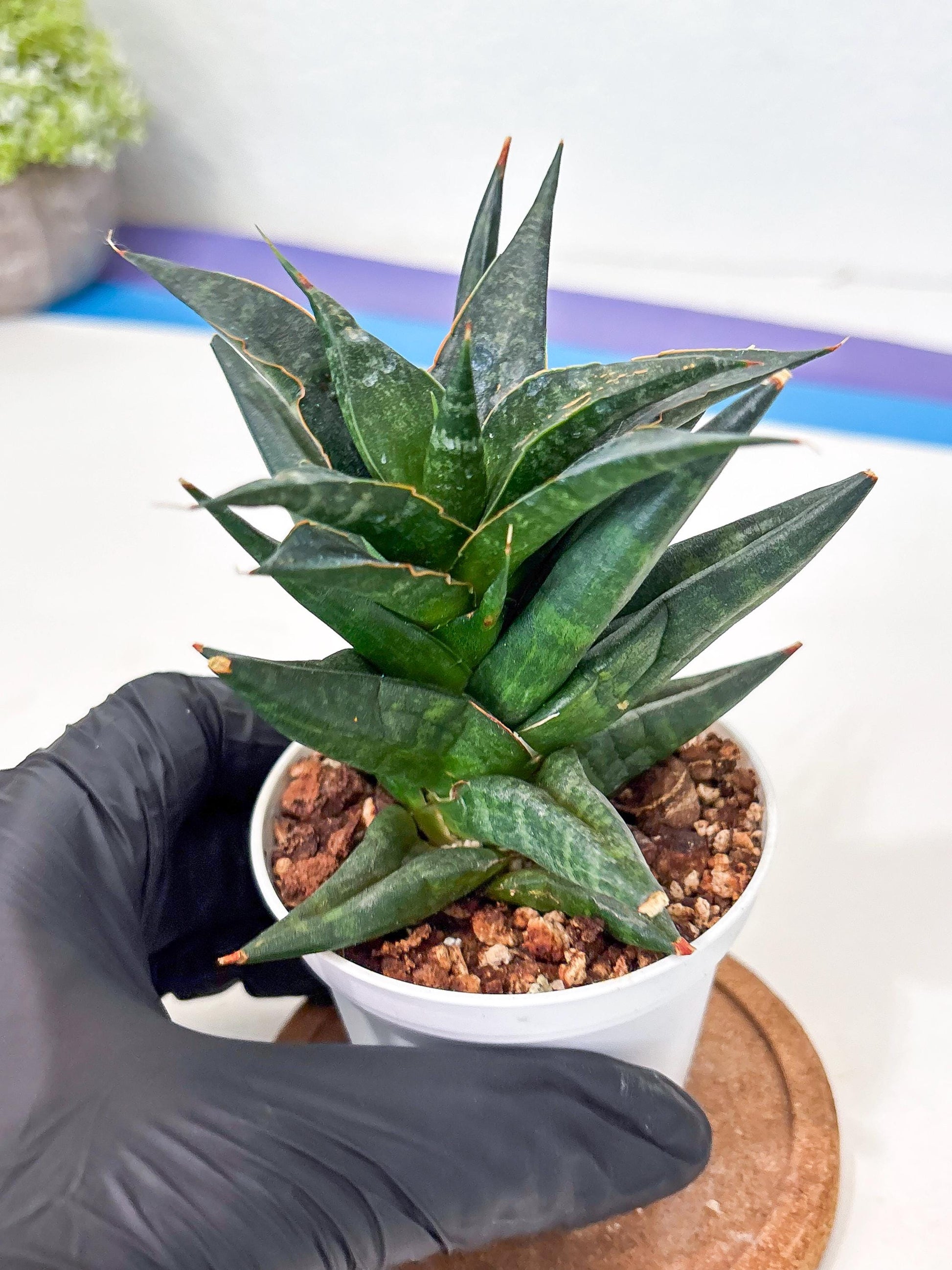 Sansevieria Blorong (Ha4) (9) | DMG for Propagation
