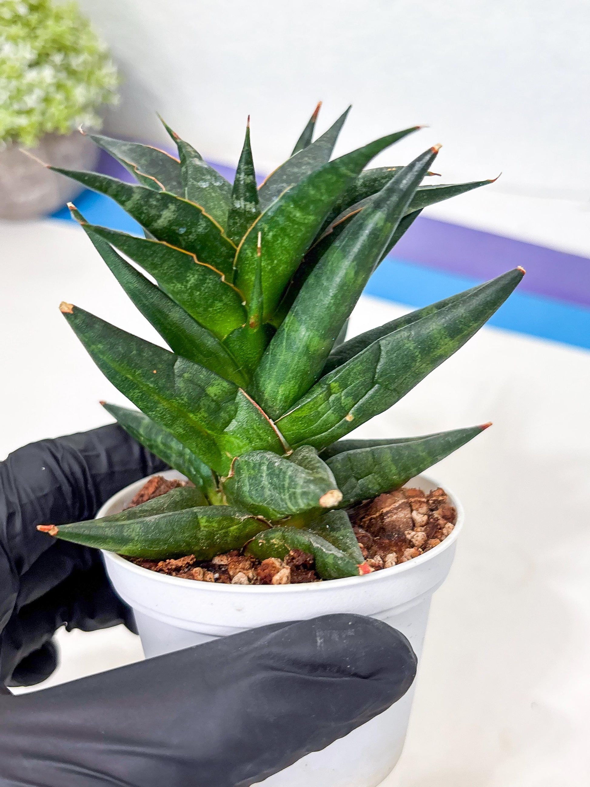 Sansevieria Blorong (Ha4) (9) | DMG for Propagation