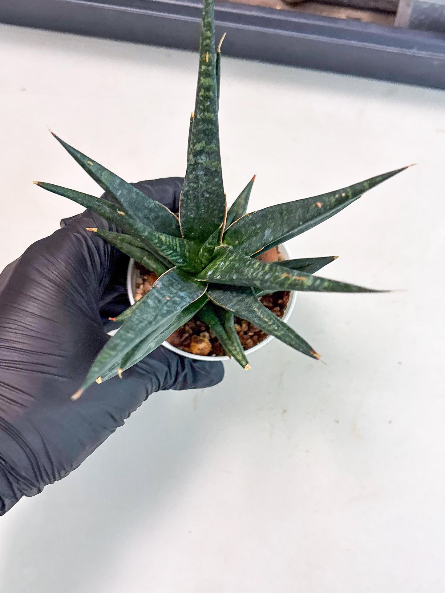 Sansevieria Blorong (Ha4) (11) | Import