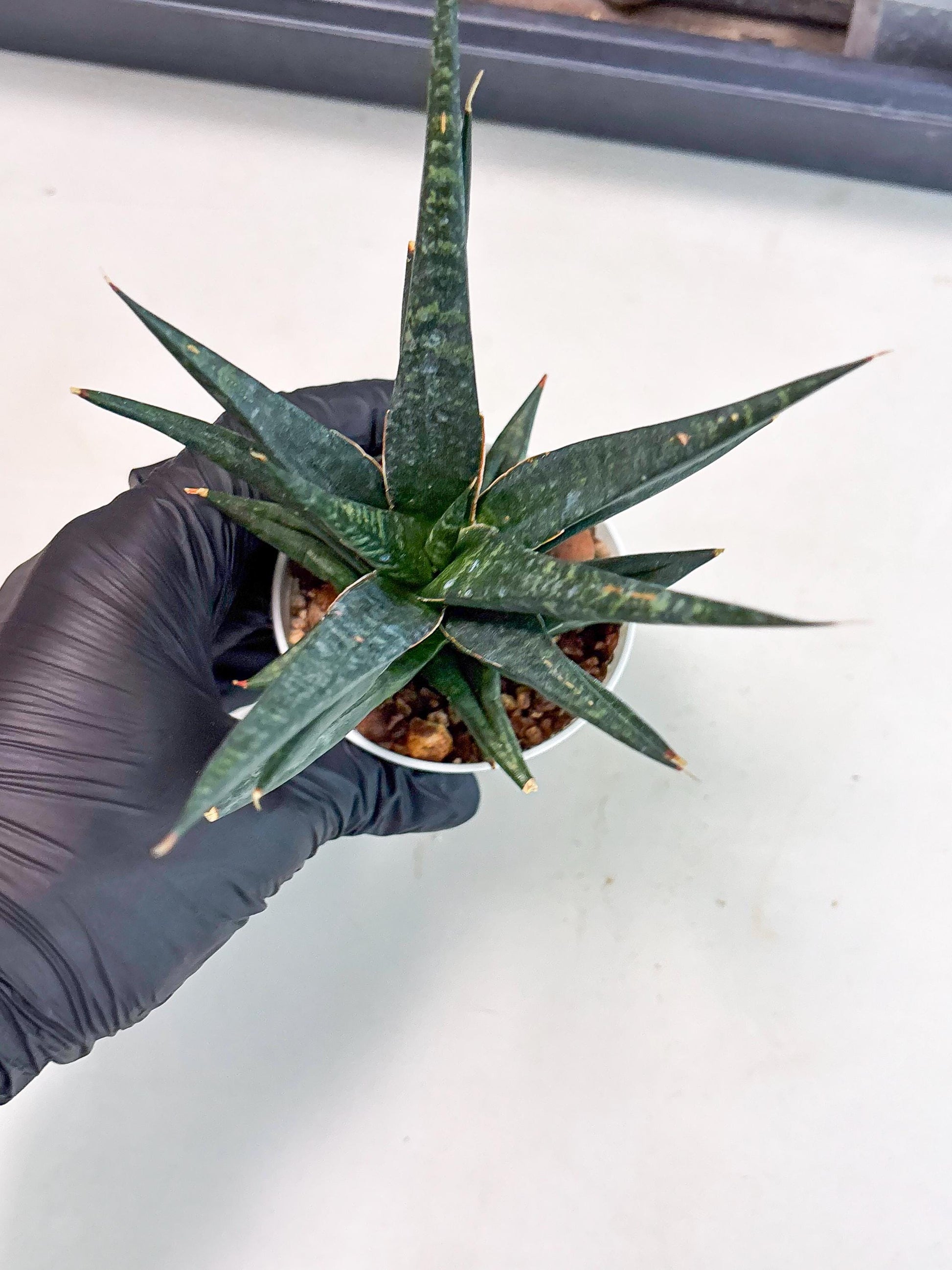 Sansevieria Blorong (Ha4) (11) | Import
