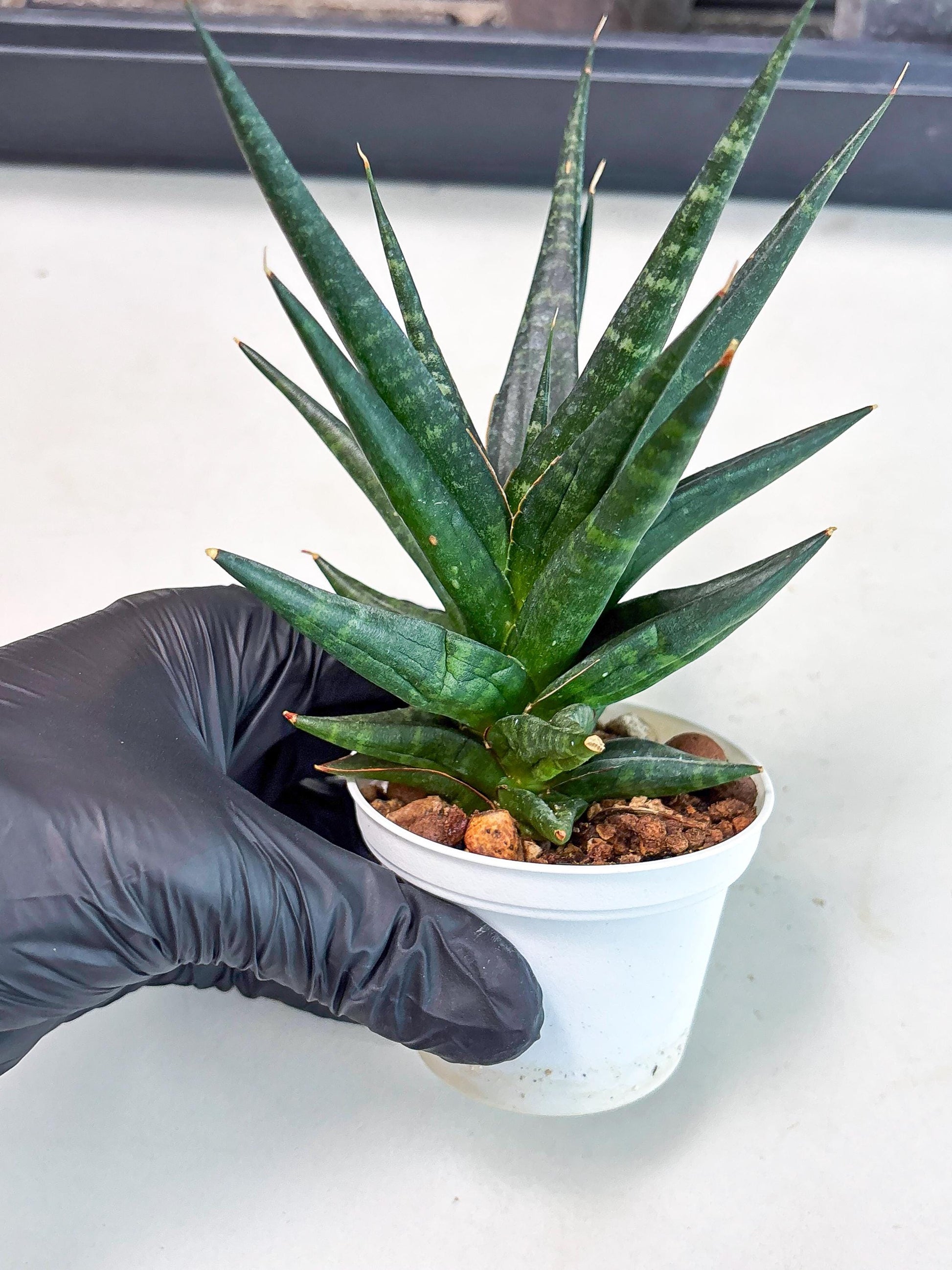 Sansevieria Blorong (Ha4) (11) | Import