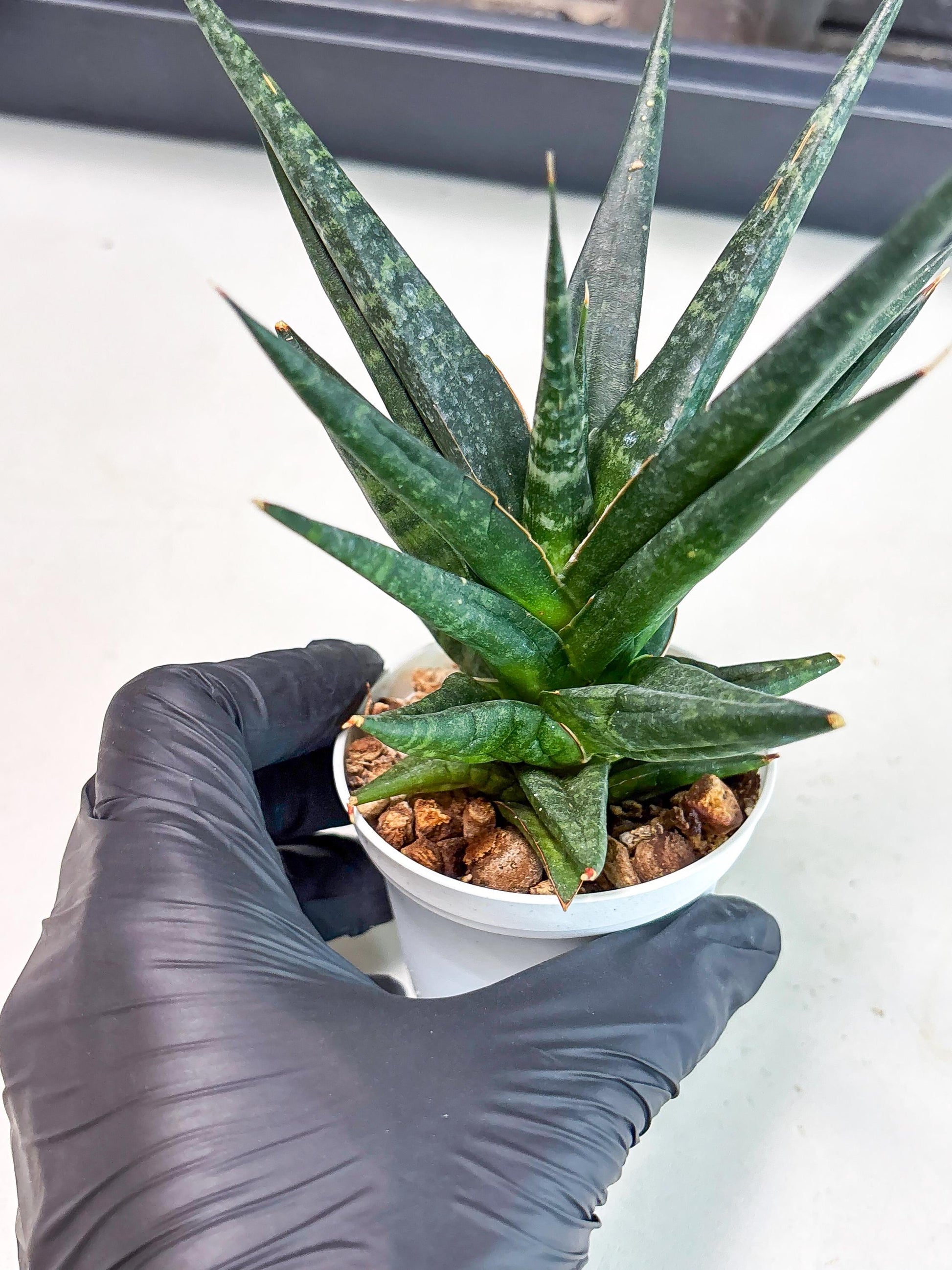 Sansevieria Blorong (Ha4) (11) | Import
