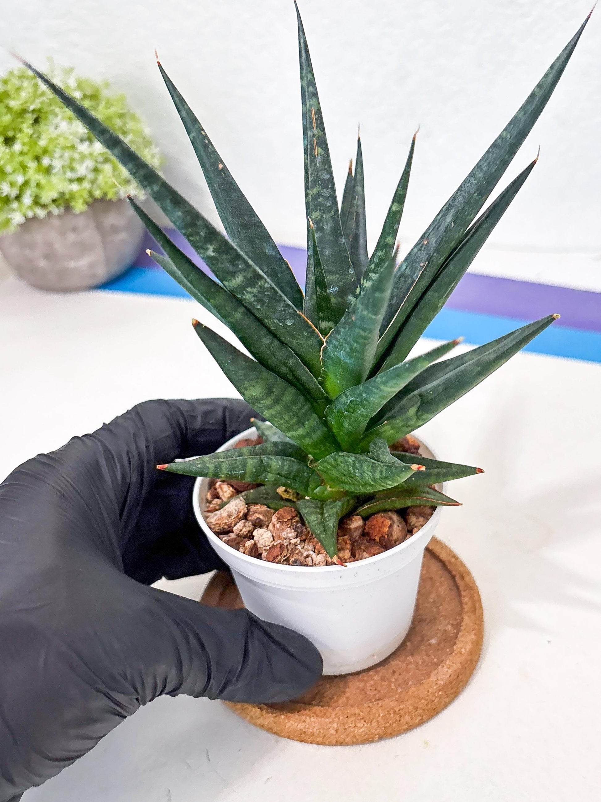 Sansevieria Blorong (Ha4) (11) | Import