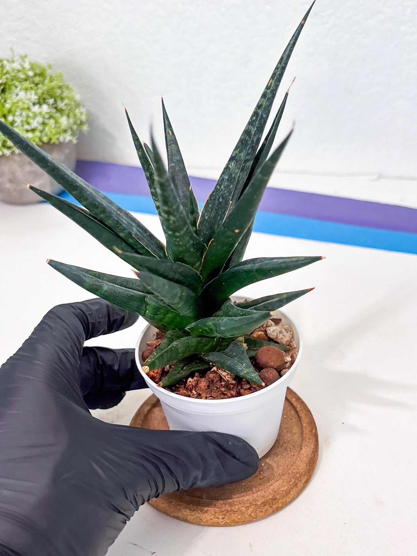 Sansevieria Blorong (Ha4) (11) | Import