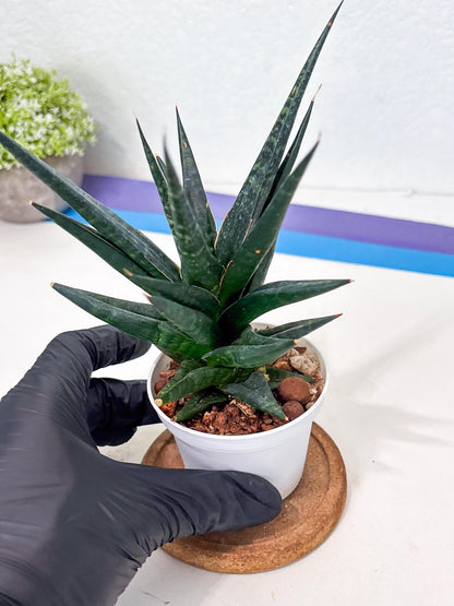 Sansevieria Blorong (Ha4) (11) | Import