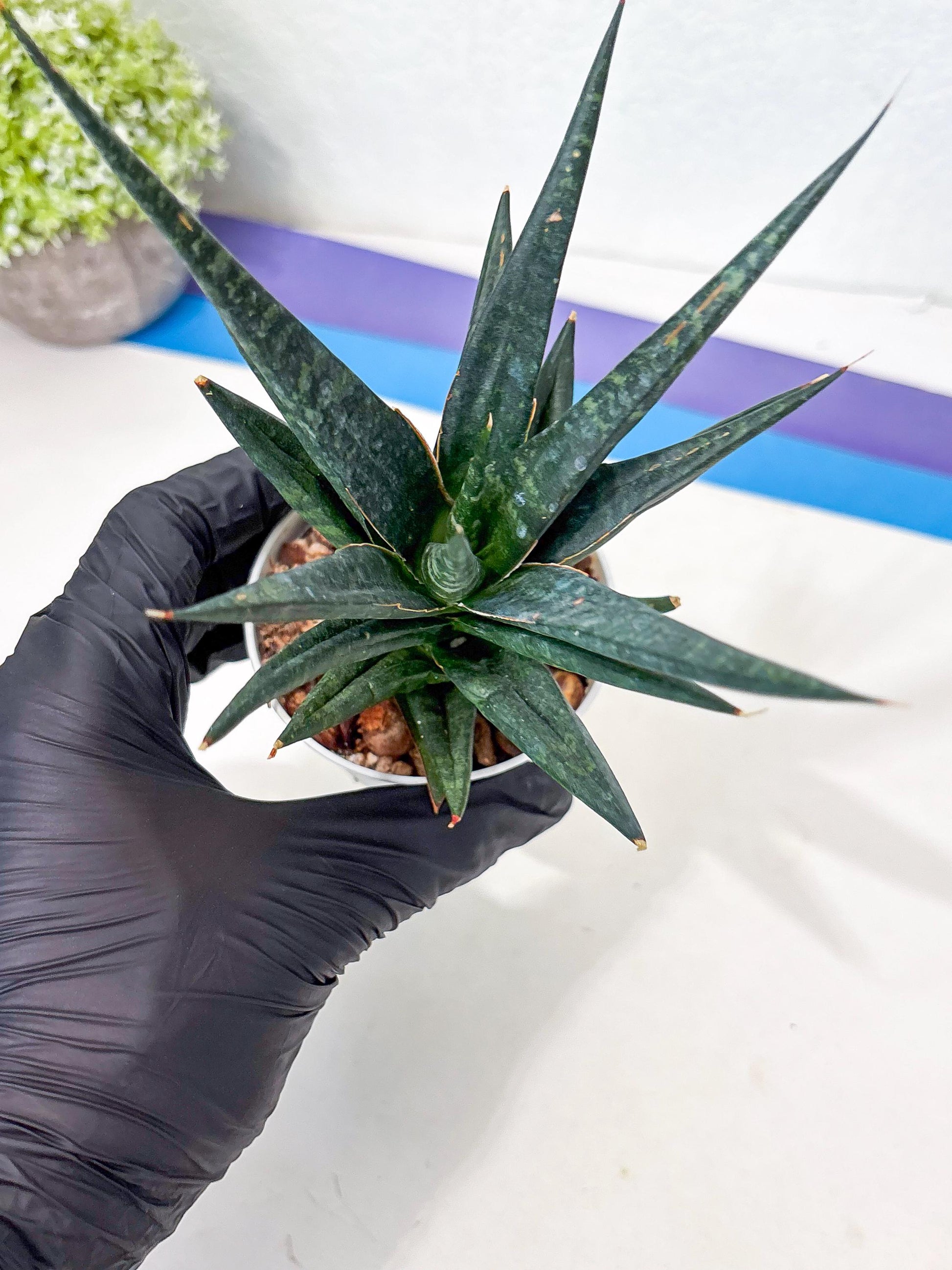 Sansevieria Blorong (Ha4) (11) | Import