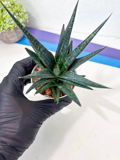 Sansevieria Blorong (Ha4) (11) | Import
