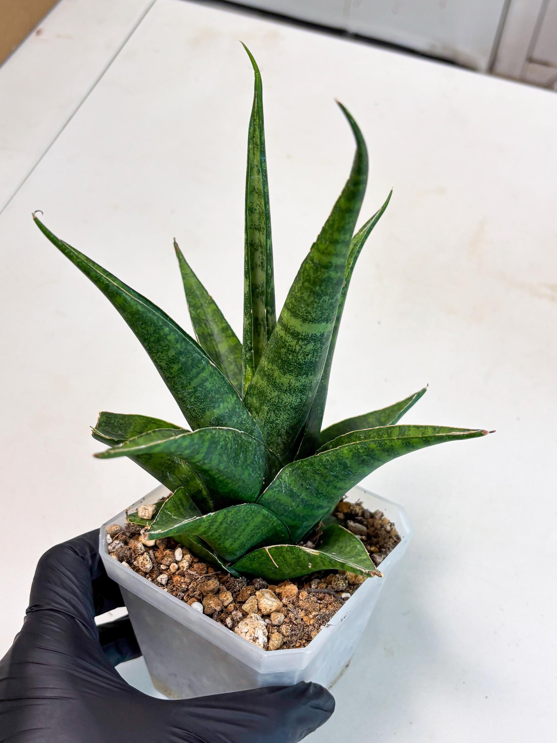 sansevieria jayaprana (Ha6) (17) | Import