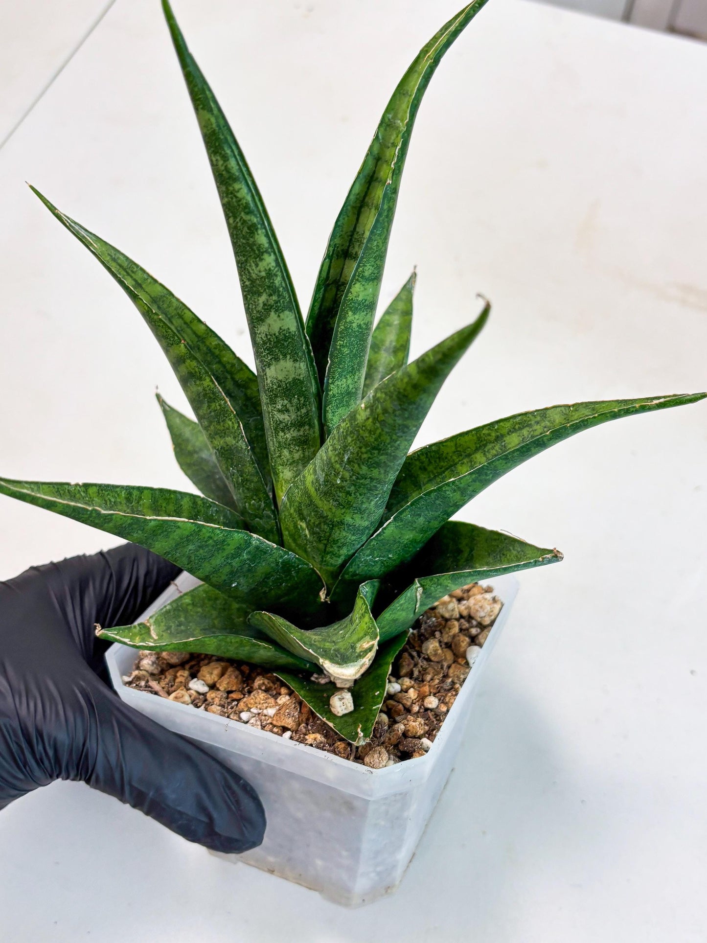 sansevieria jayaprana (Ha6) (17) | Import