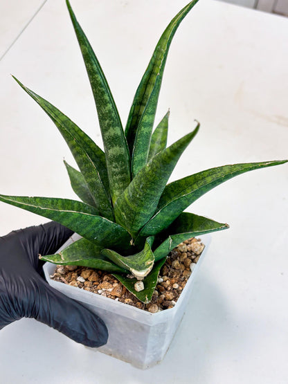 sansevieria jayaprana (Ha6) (17) | Import