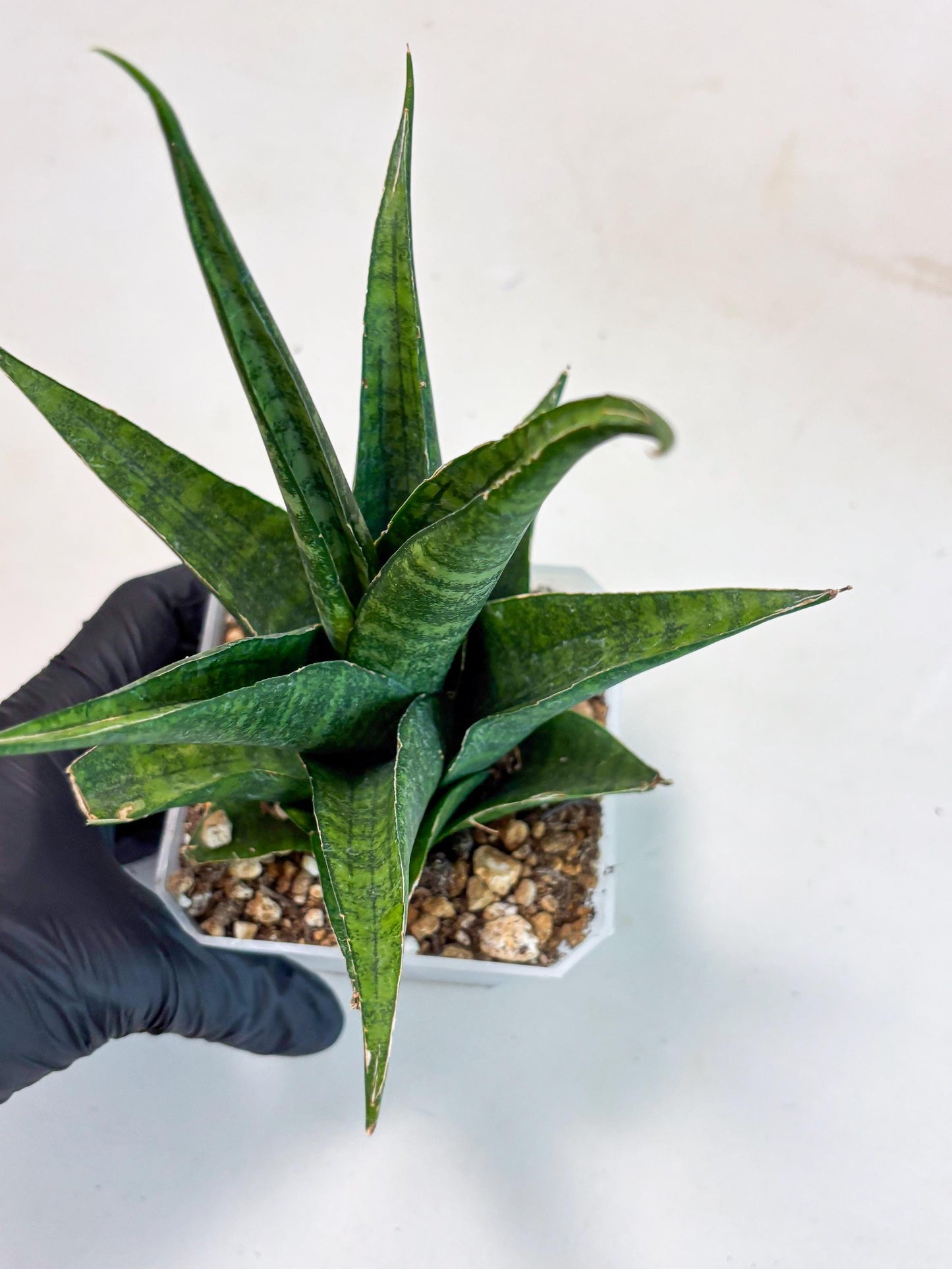 sansevieria jayaprana (Ha6) (17) | Import