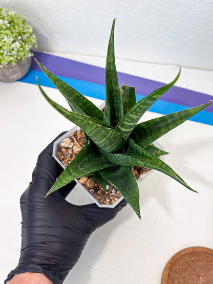 sansevieria jayaprana (Ha6) (17) | Import