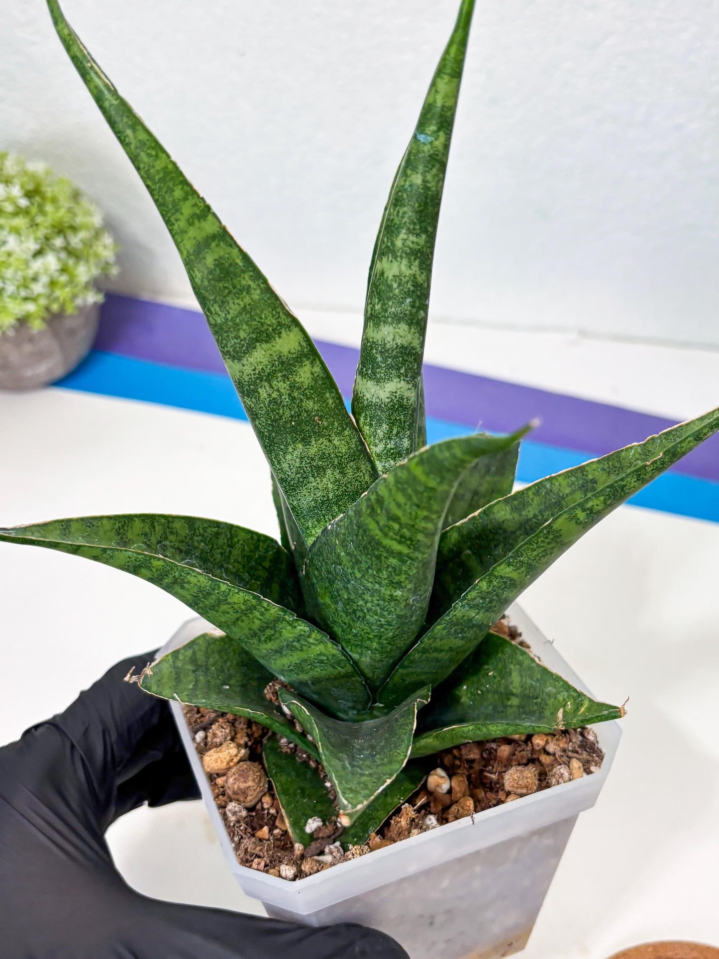 sansevieria jayaprana (Ha6) (17) | Import