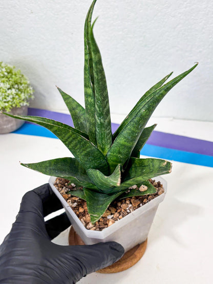 sansevieria jayaprana (Ha6) (17) | Import