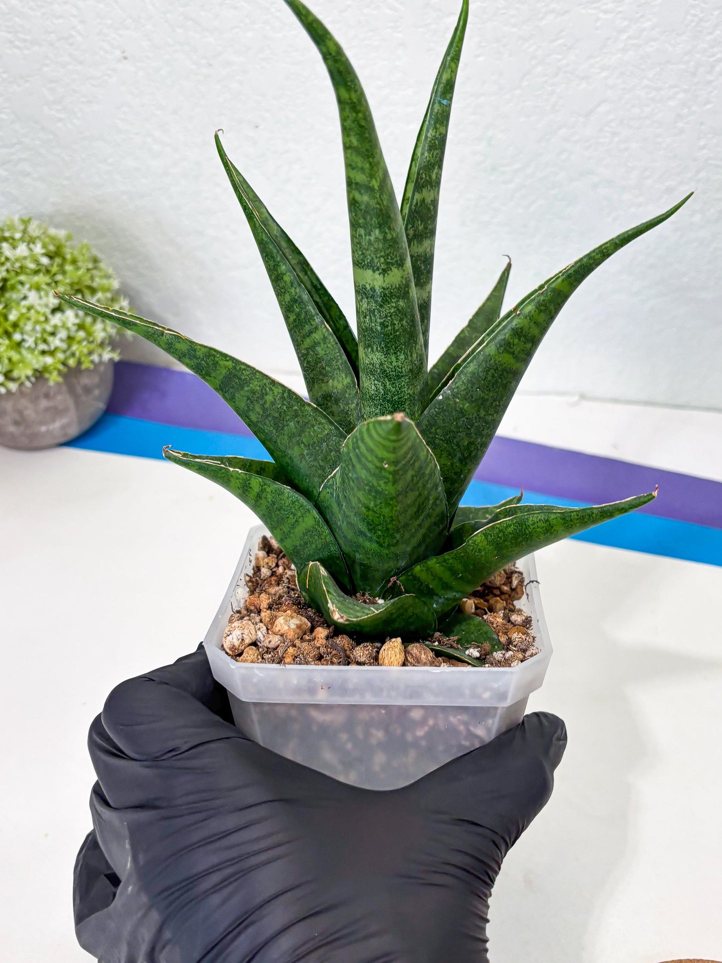 sansevieria jayaprana (Ha6) (17) | Import
