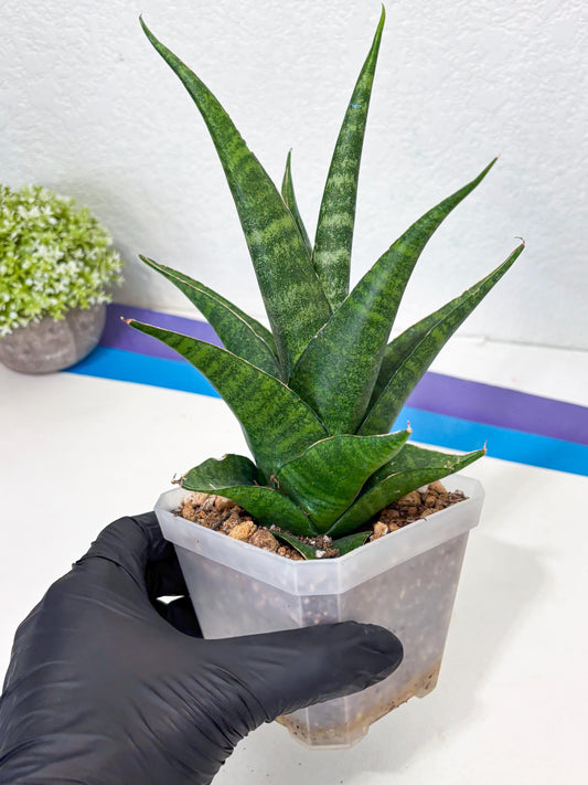 sansevieria jayaprana (Ha6) (17) | Import