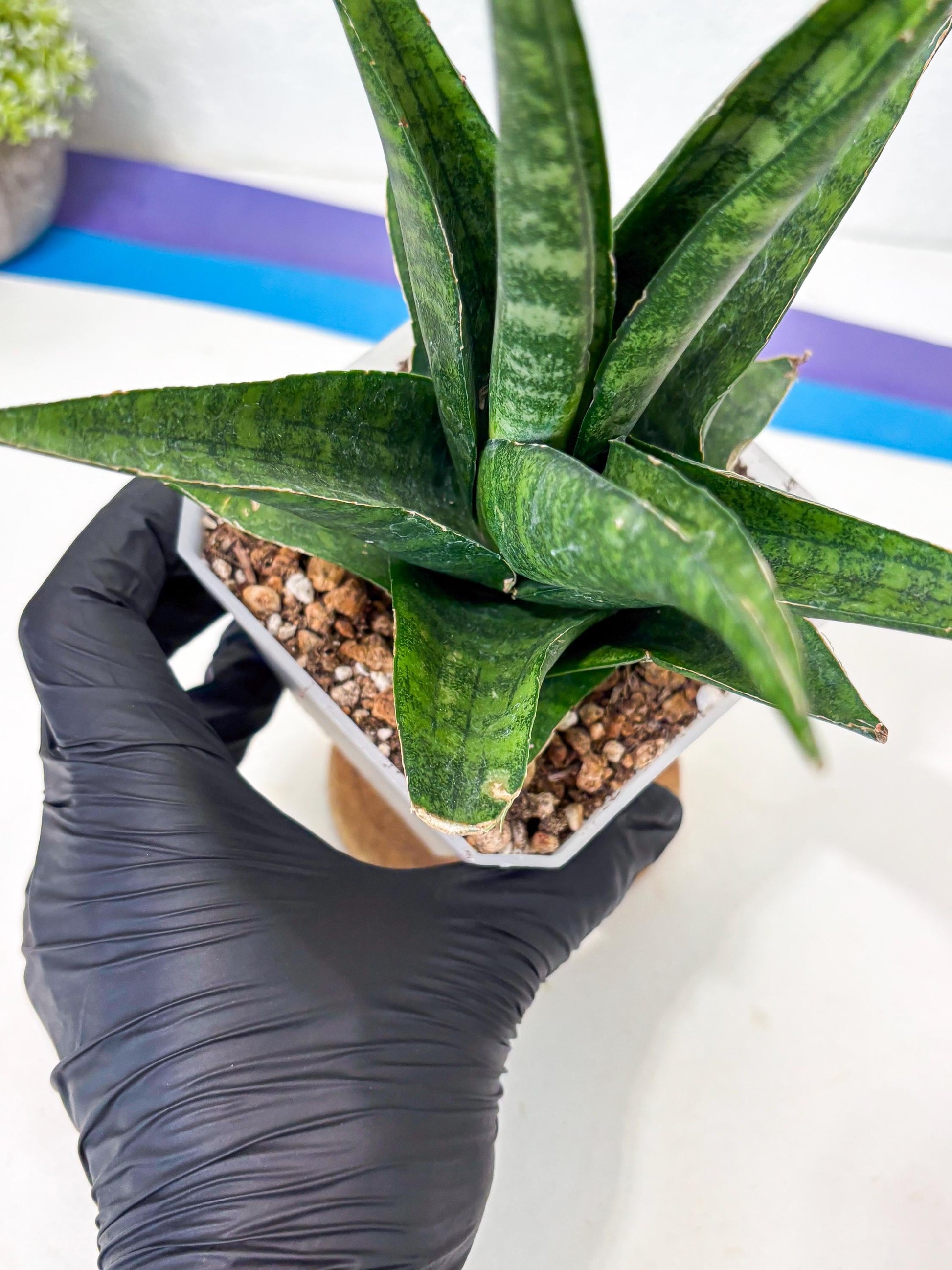 sansevieria jayaprana (Ha6) (17) | Import