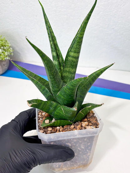 sansevieria jayaprana (Ha6) (17) | Import
