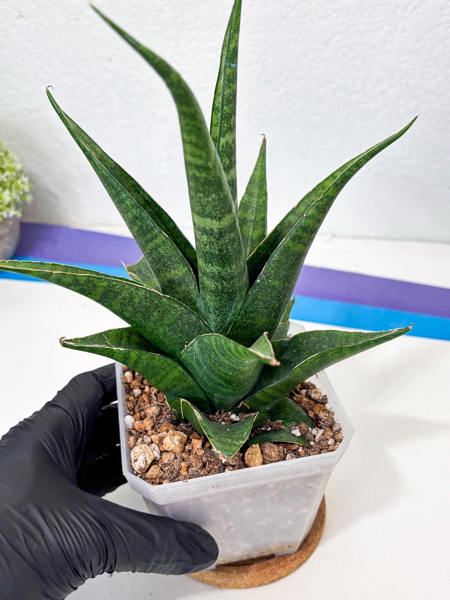 sansevieria jayaprana (Ha6) (17) | Import