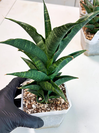 Sansevieria NO Name (Ha6) (19) | Rare Hybrid Snake plant