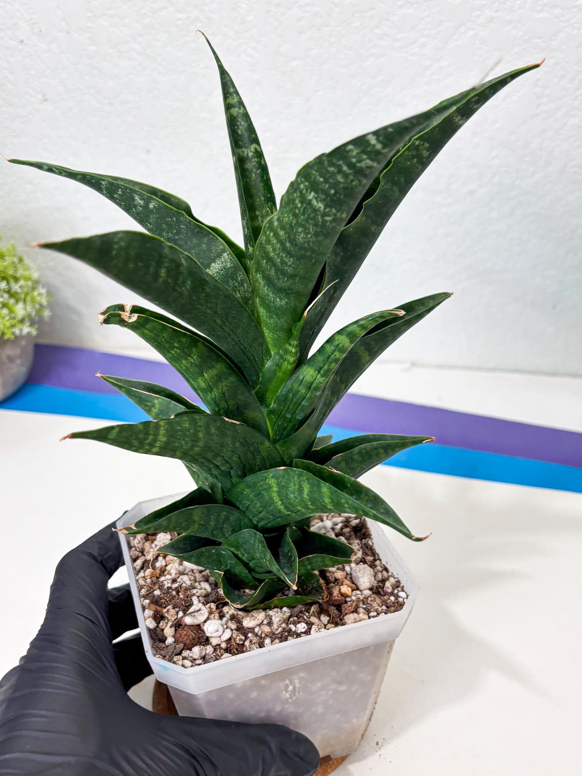 Sansevieria NO Name (Ha6) (19) | Rare Hybrid Snake plant