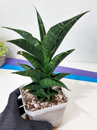 Sansevieria NO Name (Ha6) (19) | Rare Hybrid Snake plant