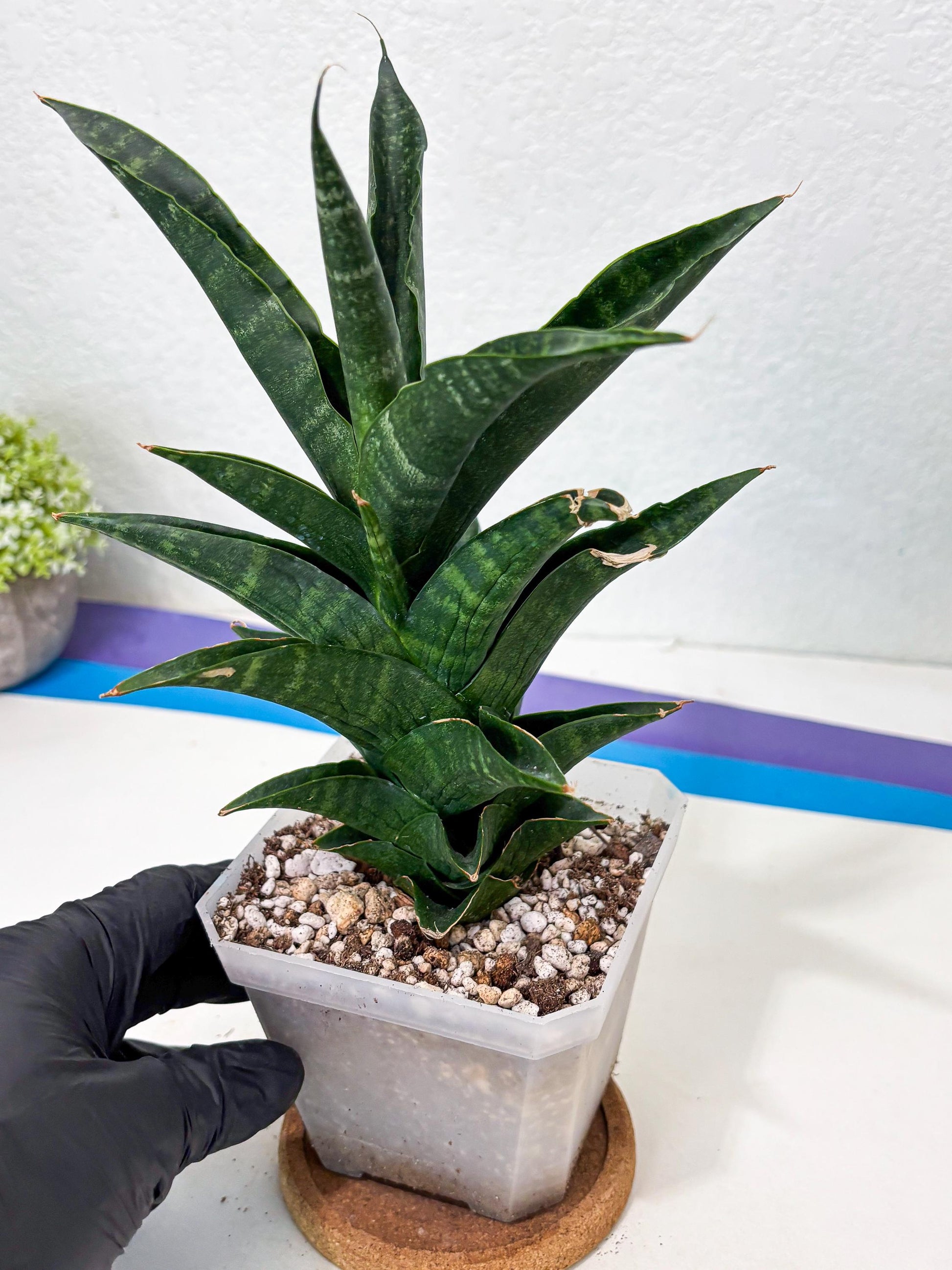 Sansevieria NO Name (Ha6) (19) | Rare Hybrid Snake plant