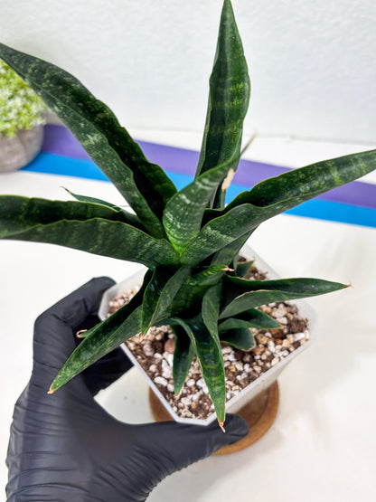 Sansevieria NO Name (Ha6) (19) | Rare Hybrid Snake plant