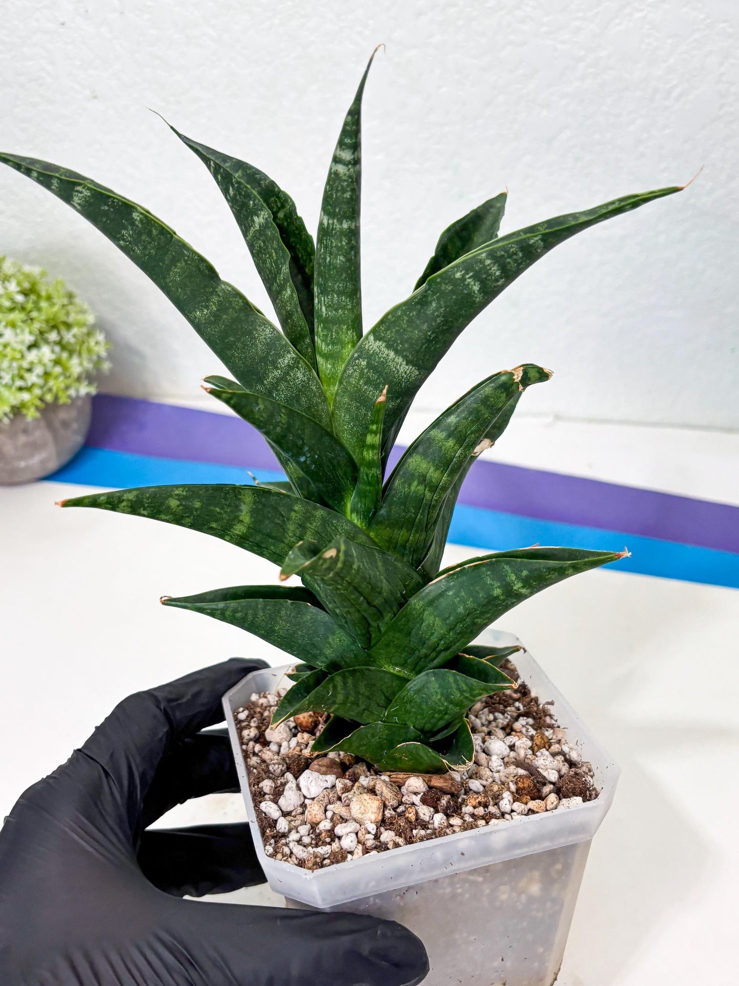 Sansevieria NO Name (Ha6) (19) | Rare Hybrid Snake plant