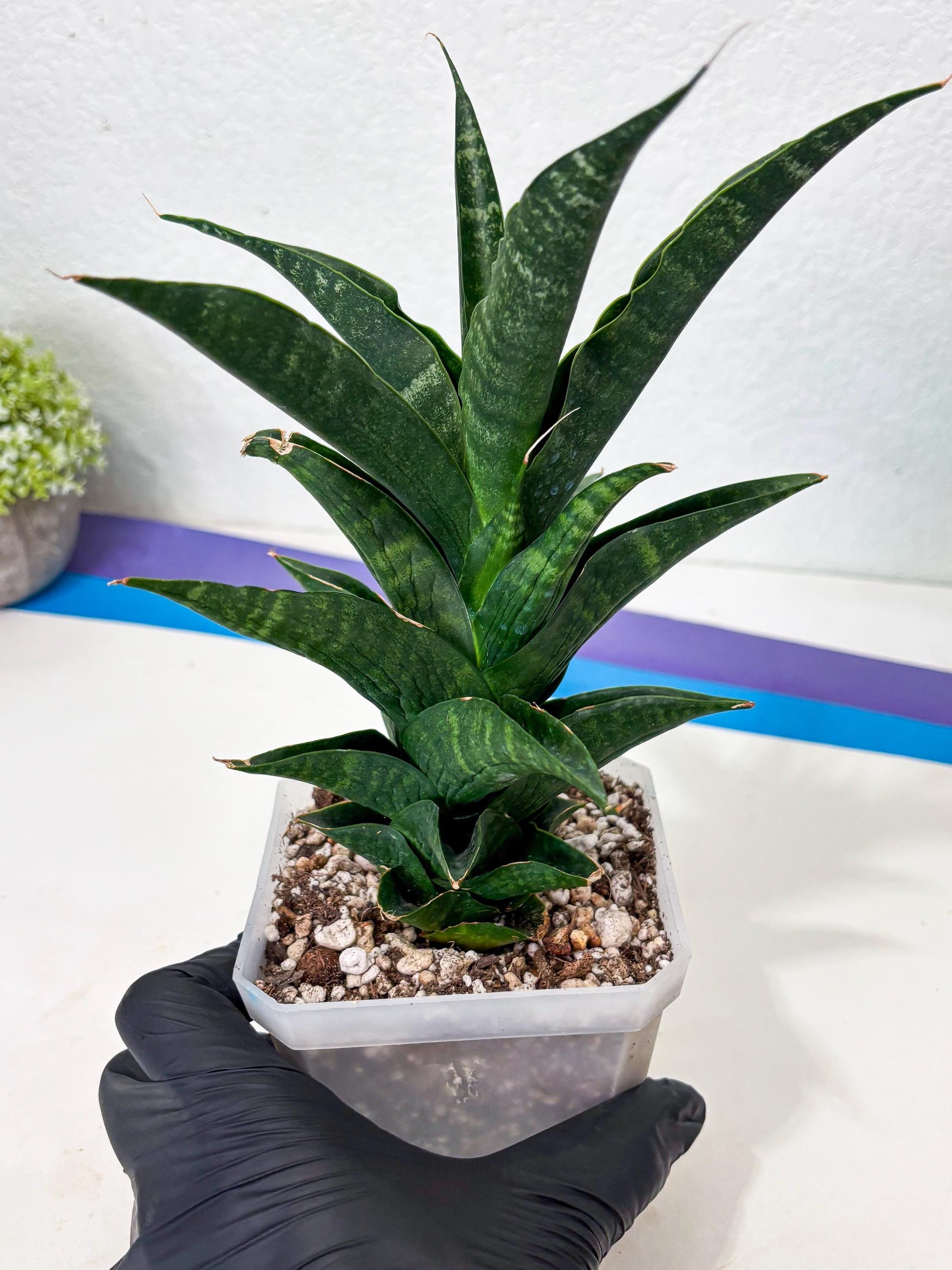 Sansevieria NO Name (Ha6) (19) | Rare Hybrid Snake plant