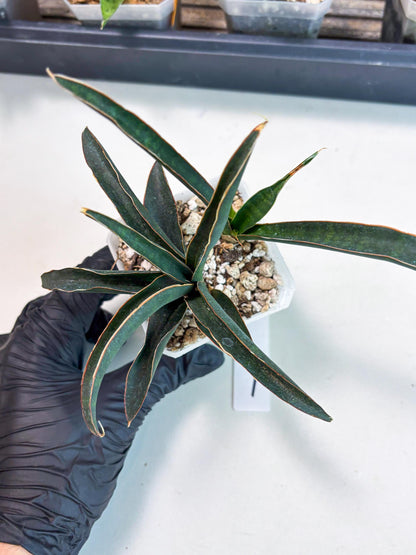 Sansevieria Aethiopica (Ha6) (1) | Imported