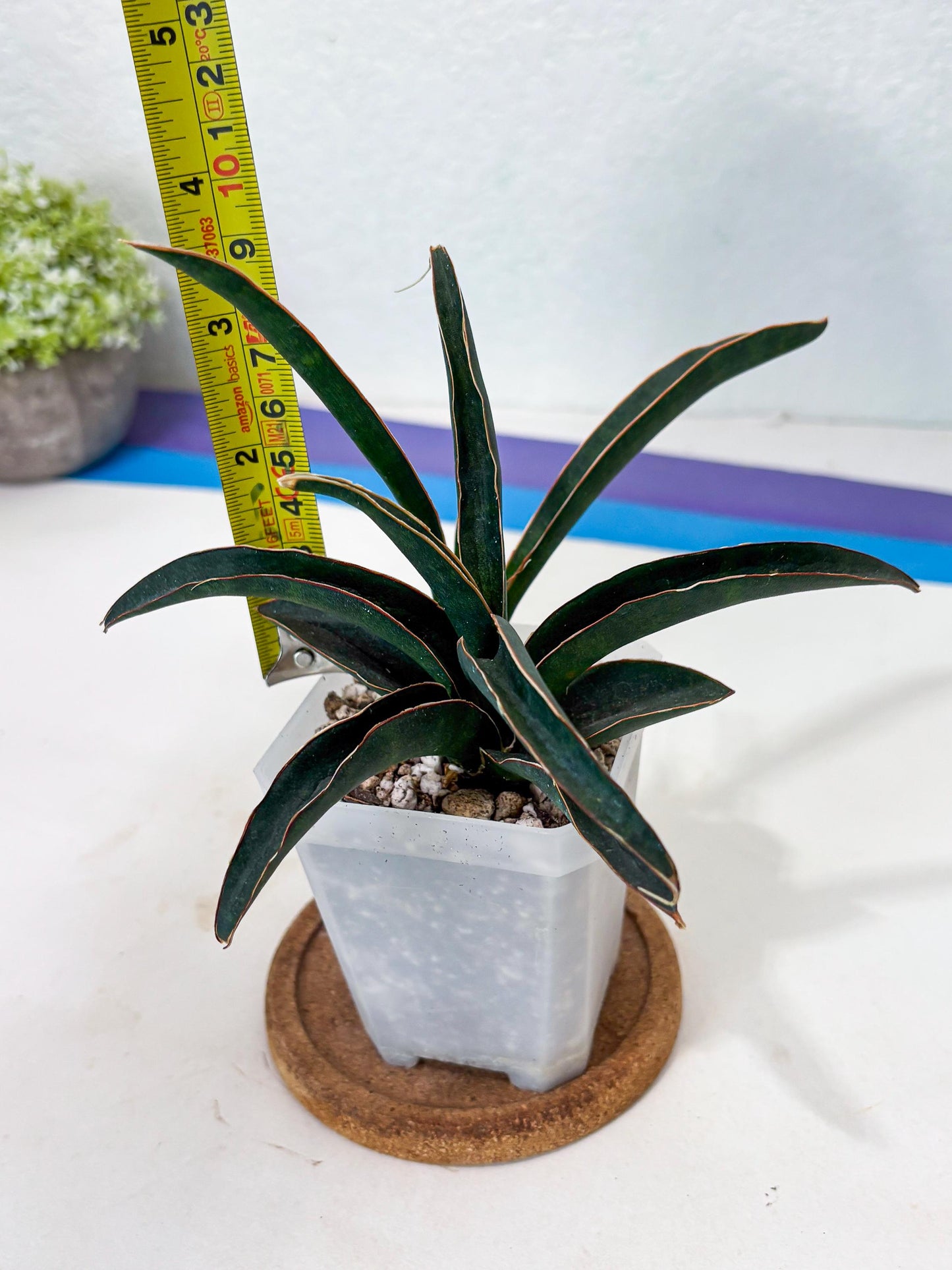 Sansevieria Aethiopica (Ha6) (1) | Imported